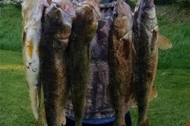 Lots of Fish