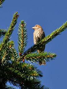 Pine Siskin