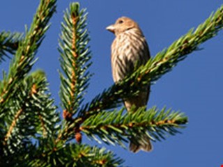 Pine Siskin