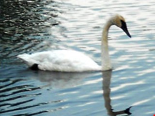 Mute Swan