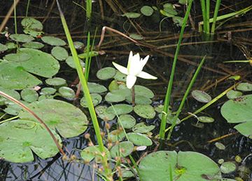 Seney Wildlife Refuge