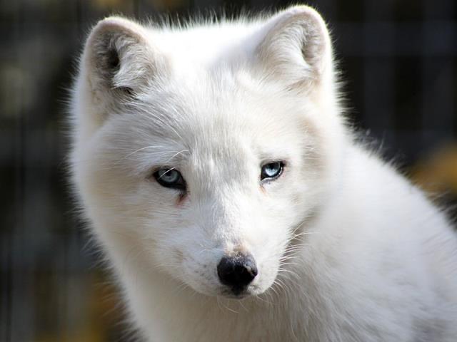 Artic Fox