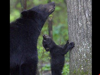 Bear Cub