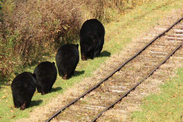 Train and River Boat Tours