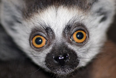 Lemur