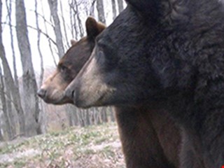 Oswald's Bear Ranch