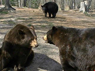 Oswald's Bear Ranch