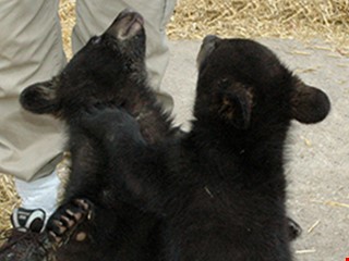 Oswald's Bear Ranch