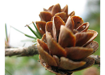 Seney Wildlife Refuge