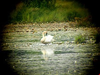 Mute Swan