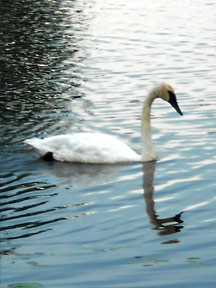 Mute Swan