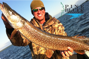 Northern Pike